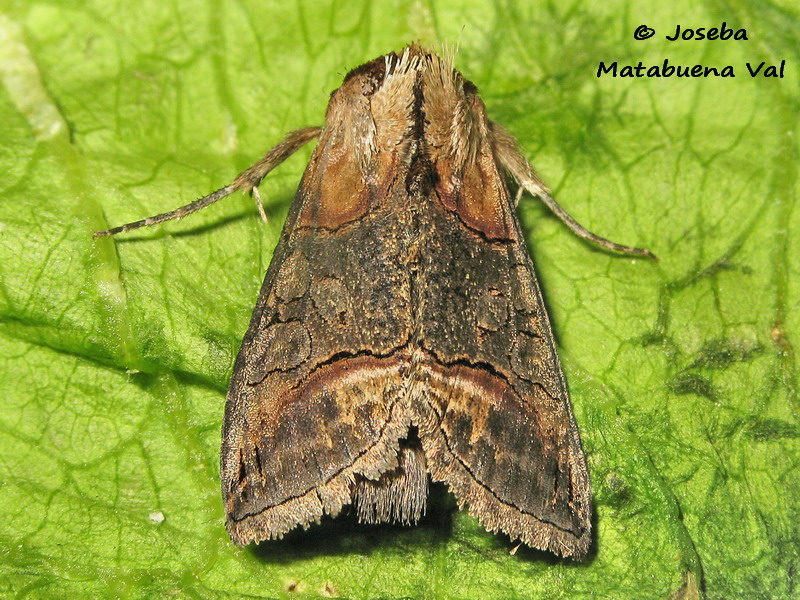 Abrostola triplasia - Noctuidae